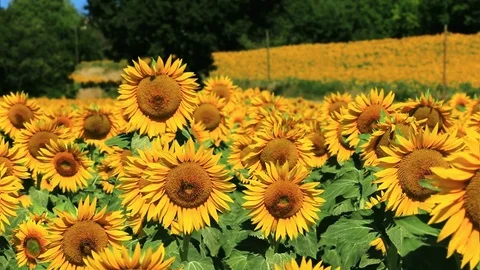 Fields of sunflowers with yellow flowers. Stock Footage 121061797