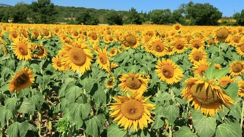 Fields of sunflowers with yellow flowers. Stock Footage 121062039