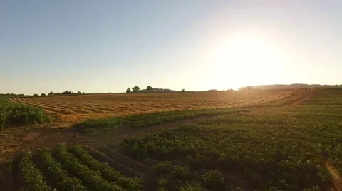 Fields at sunset Vidéo 52395518