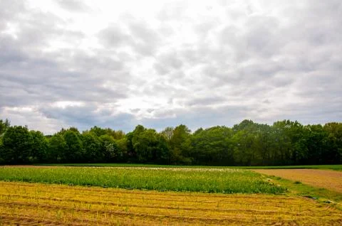 Fields surrounded by green trees Stock Photos