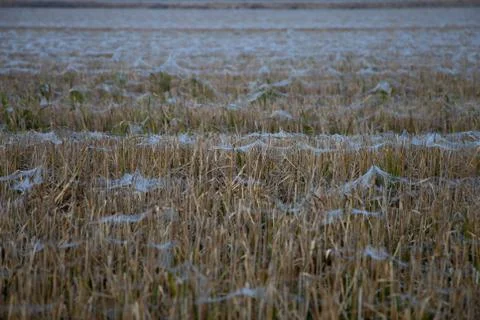 Fields taken from below in the autumn Stock Photos