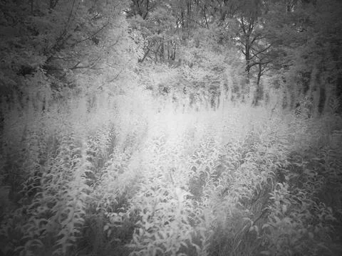 Fields of tall grass and trees during the day in a forest area with bright .. Stockfoto's