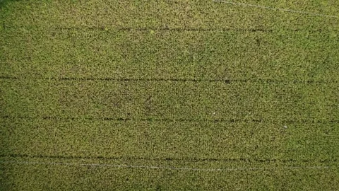 Fields of Tranquility: Aerial Elegance in Green and Gold Over Rice Terrains Stock Footage 258448835