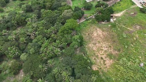 Fields of Tranquility: Exploring Nature's Verdant Embrace Stock Footage 274993793