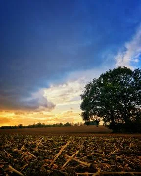 Fields with tree and sunset Stock Photos