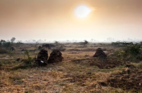 Fields with trees and piles of cow pats in morning fog in india Stock Photos