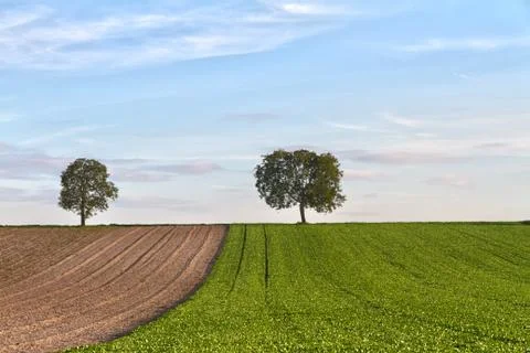 Fields with trees, Pfalz, Germany 스톡 사진