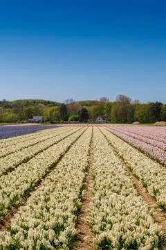 Fields of tulips in the Netherlands 스톡 사진