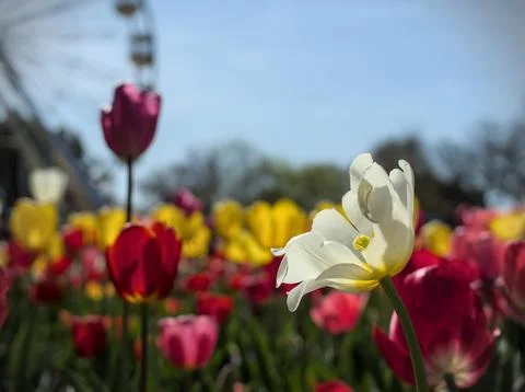 Fields of Tulips - White Fore Stock Photos
