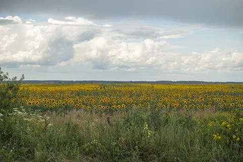 Fields under the sun on a summer day Stock Photos