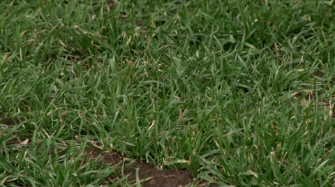 Fields under wheat Stock-Footage 35765991