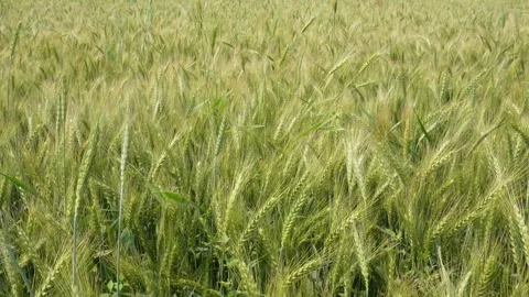 Fields of unripe wheat 스톡 동영상 332589795