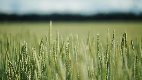 Fields of unripe wheat. Selective focus. The background is blurred 库存影片 98104899