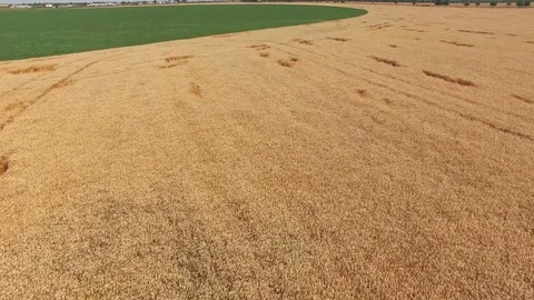 Fields with various types of agriculture, aerial video Stock Footage 78116711