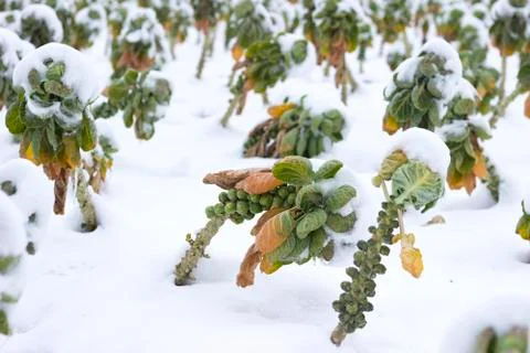 Fields with vegetables under the snow Stock Photos