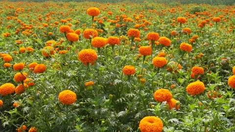 Fields of vibrant orange marigold flowers 库存影片 332590035