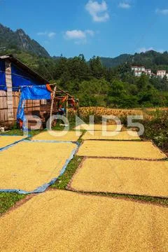 Fields in vietnam Stock Photos