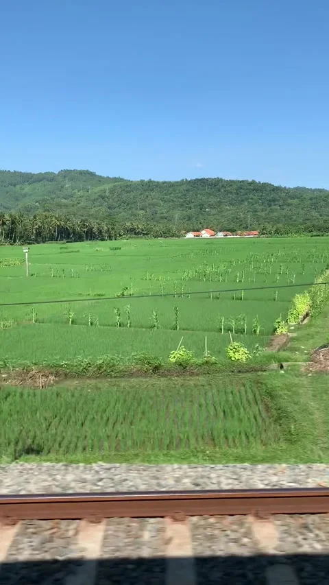 Fields view from a train near Yogyakarta 動画素材 343146990