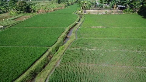 FIELDS IN THE VILLAGE Video stock 238920127