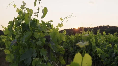 Fields Vineyard Plantation Farm showcases grapes at sunset in autumn Stock Footage 321442686