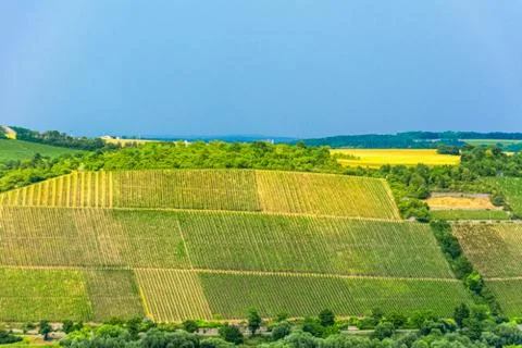 Fields of vineyard on the slope of the hill Stock Photos