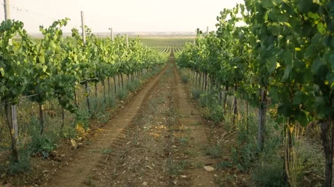 Fields of vineyard in summer Stock Footage 169134674