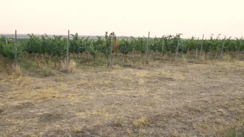 Fields of vineyard in summer Stock Footage 169135019