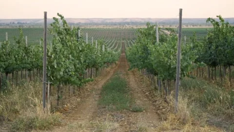 Fields of vineyard in summer Stock Footage 169135112