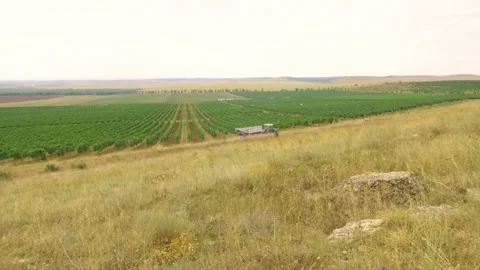 Fields of vineyard in summer Stock Footage 169136227