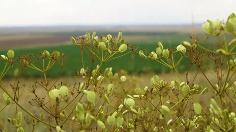 Fields of vineyard in summer Stock Footage 169136244
