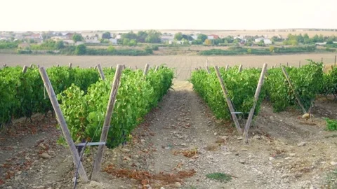 Fields of vineyard in summer Stock Footage 169137782
