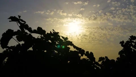 Fields of vineyard in summer Stock Footage 169137876