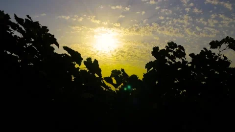 Fields of vineyard in summer Stock Footage 169137926