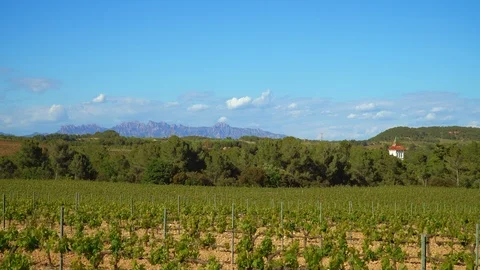 Fields of vineyards in spring Stock Footage 108870455