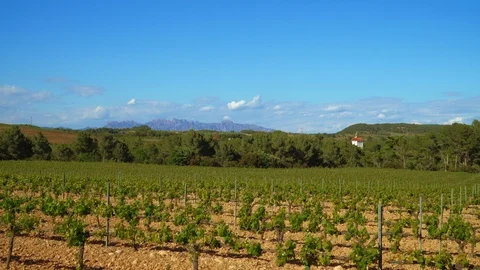 Fields of vineyards in spring Stock Footage 108870524