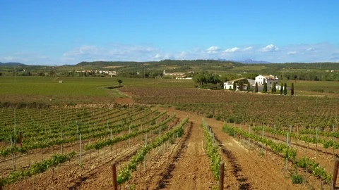 Fields of vineyards in spring Stock Footage 108870628