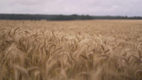Fields of what blowing in the wind, stock footage Stock Footage 153274464