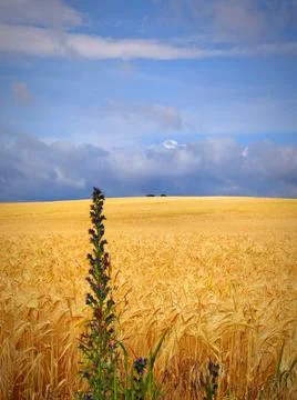 Fields of wheat and a tall flower under a blue sky in a rural area Stock Photos