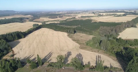 Fields of wheat - Chile 스톡 동영상 124858685