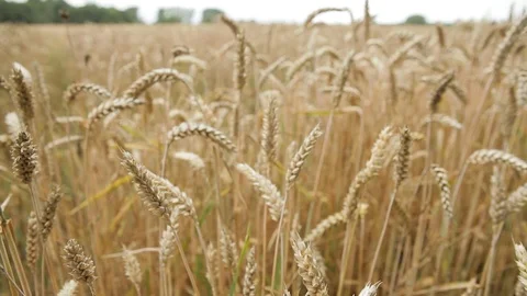 Fields Of Wheat On A Cloudy Day In The Netherlands Vídeo Stock 126701188