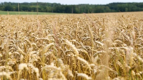 Fields of wheat at the end of the summer. Stock Footage 92445234