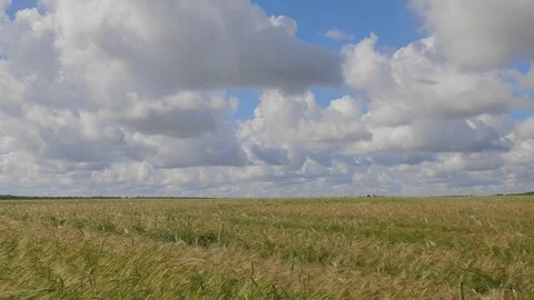 Fields of wheat at the end of summer fully ripe. Stock Footage