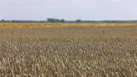 Fields of wheat at the end of summer fully ripe Stock Footage 114439070