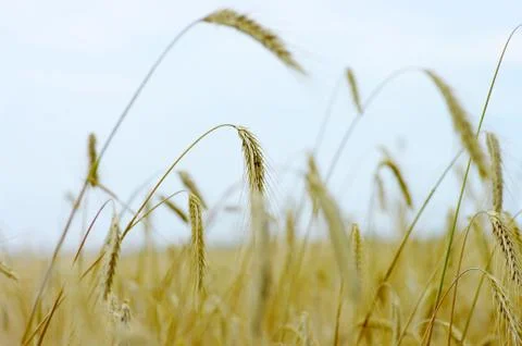 Fields of Wheat at the end of summer fully ripe Stock-Fotos