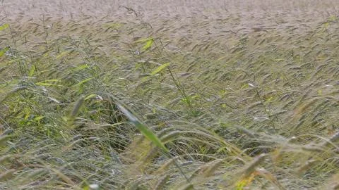Fields of wheat at the end of summer fully ripe Stock Photos