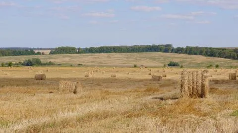 Fields of wheat at the end of summer fully ripe Foto stock