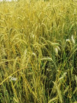 Fields of wheat at the end of summer fully ripe Stock Photos