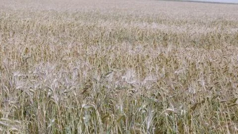 Fields of wheat at the end of summer fully ripe Stock-Fotos
