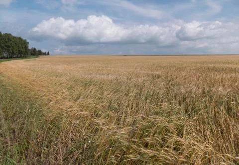 Fields of wheat at the end of summer fully ripe Photos