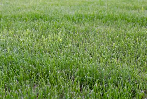 Fields of wheat at the end of summer fully ripe Stock Photos